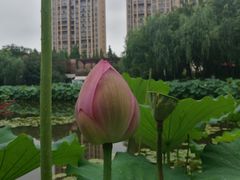 -陈家山荷花公园