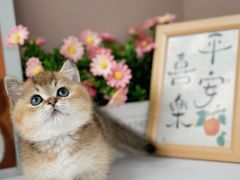 -小猫来了·猫舍(红山六九七九店)