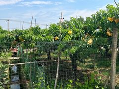 -老袁家蜜桃农场·阳山水蜜桃