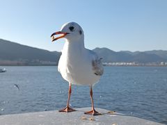 -海埂大坝