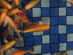 -大鹅岛绿色生态美食园