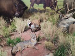 -陕西自然博物馆