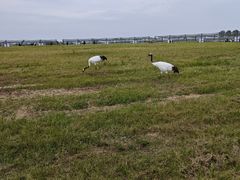 -盐城丹顶鹤湿地生态旅游区
