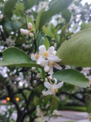 -温州伯思立医院