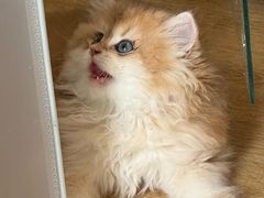 -lincat·猫舍(广州店)