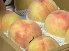 -南汇新场正宗水蜜桃采摘