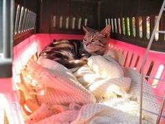 -喵zoo家庭繁育猫舍(尖东智能花园店)