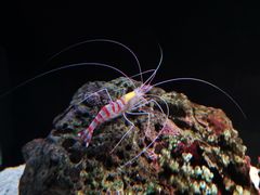 -暹罗海洋世界
