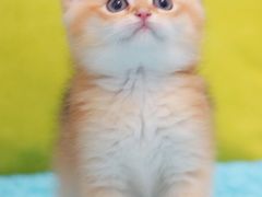 -Bastet sally猫舍购宠(静安店)