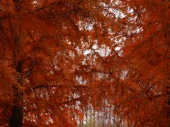 -黄海国家森林公园