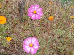 景点-上海长兴岛郊野公园