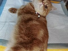 -伟伟宠物医院·CT影像中心·瑞派犬猫综合性门诊(汉口总院)