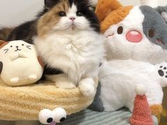 -南京宠物基地·宠物狗宠物猫售卖(南京店)