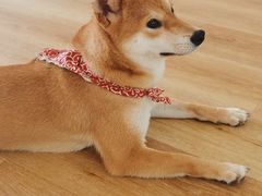 -柴犬小屋·柴餐厅·狗咖食堂(金鼎广场店)