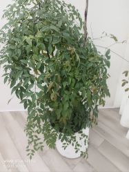 -HEYAN荷妍专业脱毛连锁机构