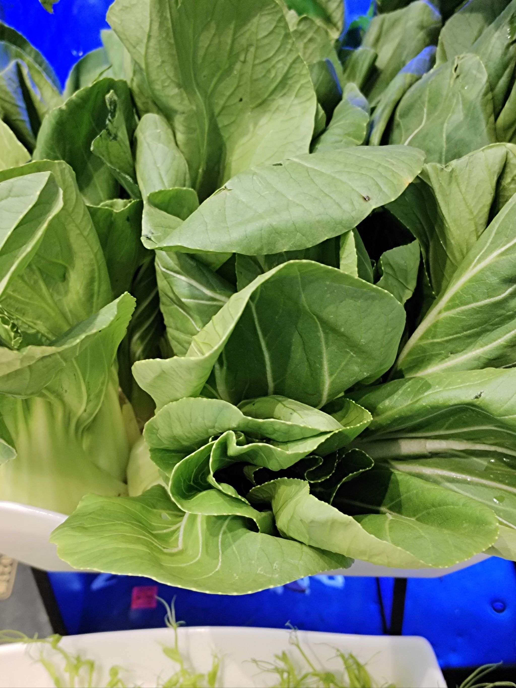 新鲜蔬菜自然味