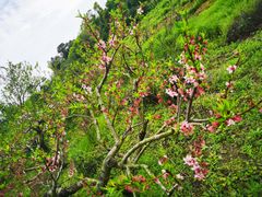 -树山生态村