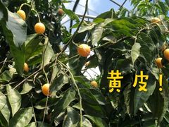 -尚果生态采摘园