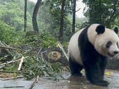 -中国大熊猫保护研究中心雅安碧峰峡基地