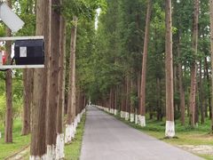 -黄海国家森林公园
