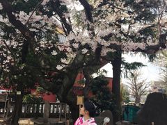 -东京浅草和服体验江户和装工房雅(浅草本店)