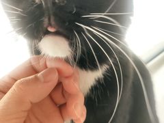 -鼓捣猫呢主题猫咖店