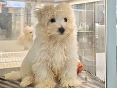 -翊宠yipet猫狗购宠庄园犬舍•猫舍