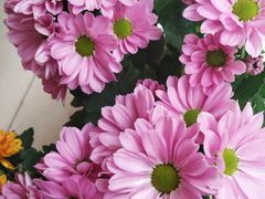 -金科花卉市场