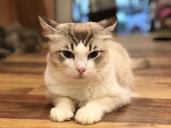 -袖虎·猫馆(体育西路店)