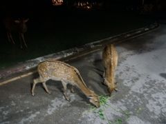 -清迈夜间动物园