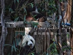 -广州动物园
