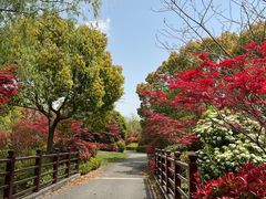 -东平国家森林公园