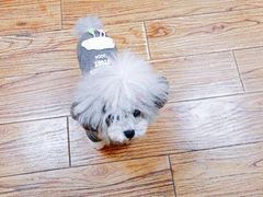 -志龙皇冠吃货椰子铺