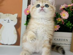 -小猫来了·猫舍(红山六九七九店)