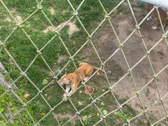 -西霞口神雕山野生动物世界