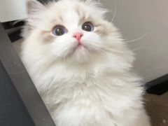 -欣宠猫屋·矮脚拿破仑·蓝金金渐层