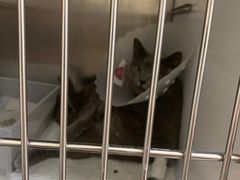 -美联众合动物医院·24h京西诊疗中心