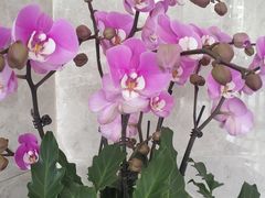 -团圆口腔·种植中心(锦江院区)