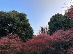-杭州植物园