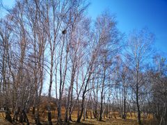 -塞罕坝国家级自然保护区