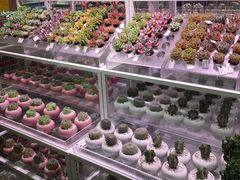 -KKV(东莞海德汇一城店)
