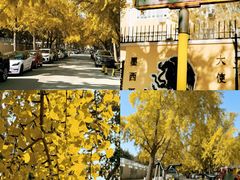 -三里屯东五街银杏大道