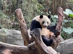 -广州长隆野生动物世界