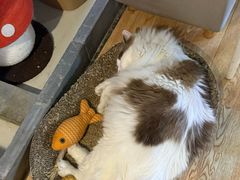 -白兔子密室(长寿路店)