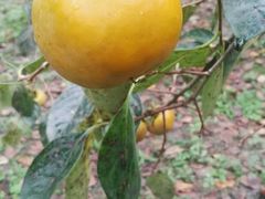 柿柿如意采摘季(甜脆柿)-武汉世外桃源农庄