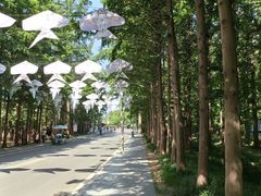 -日照海滨国家森林公园