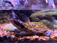 -上海海洋水族馆