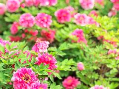 -洛阳市隋唐城遗址植物园
