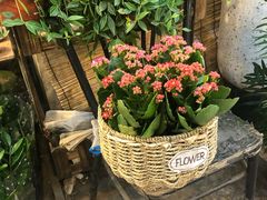 -双季花艺园艺市场(浦东店)