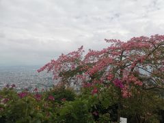 -风云岭森林公园